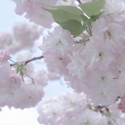 烟台福瑞交流群